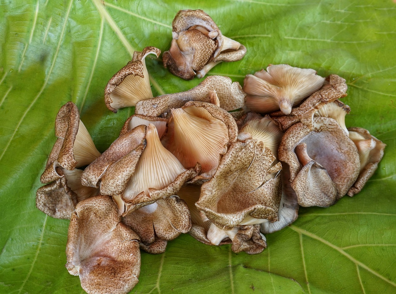 wild wood mushrooms free photo