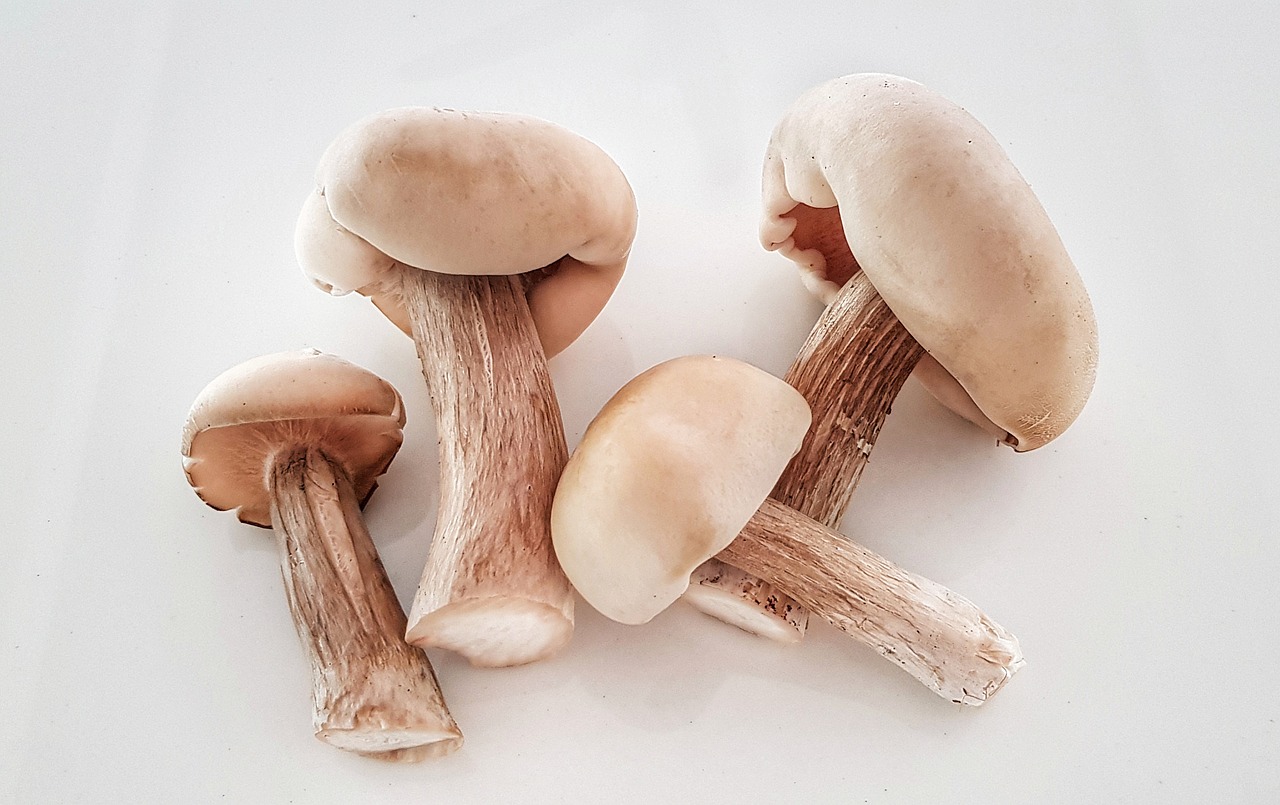wild  fungus  mushroom free photo