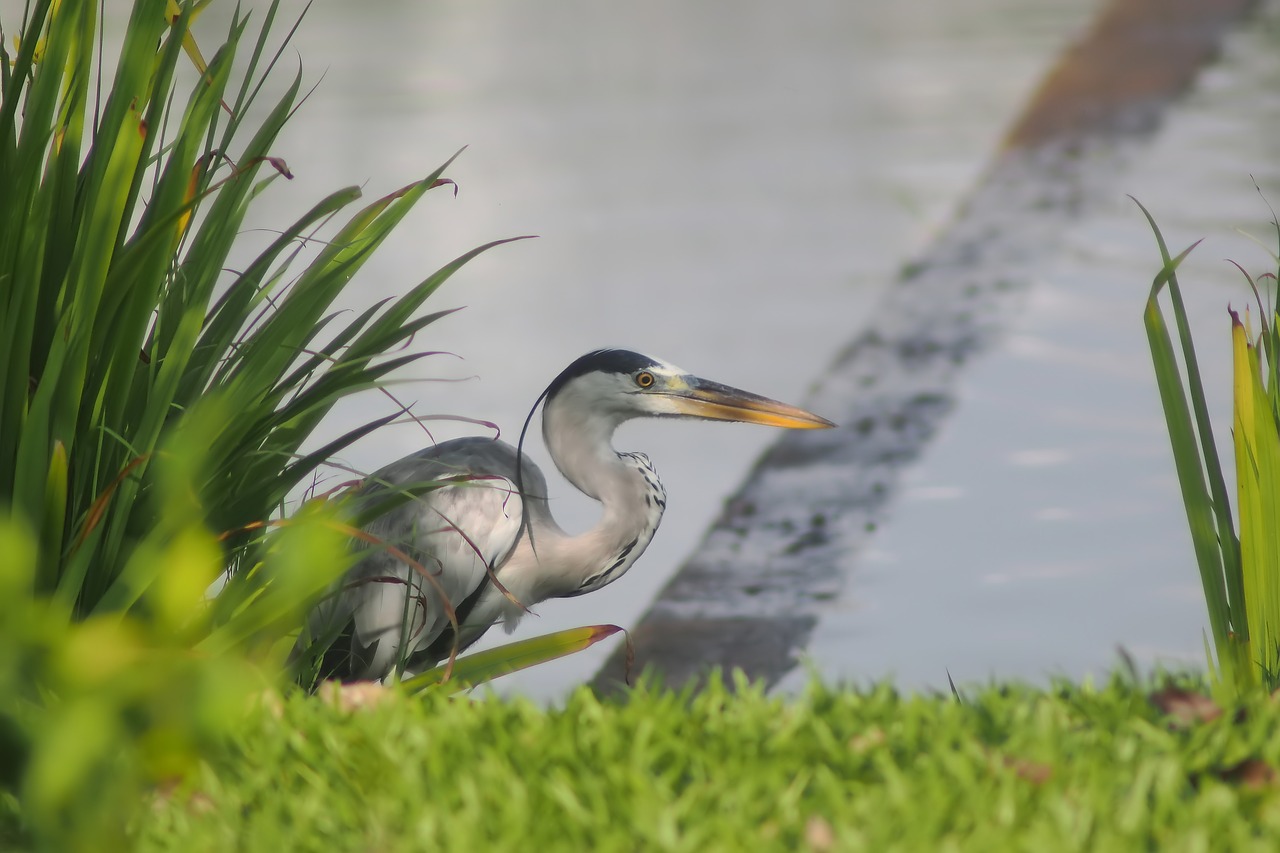 wild  wildlife  heron free photo