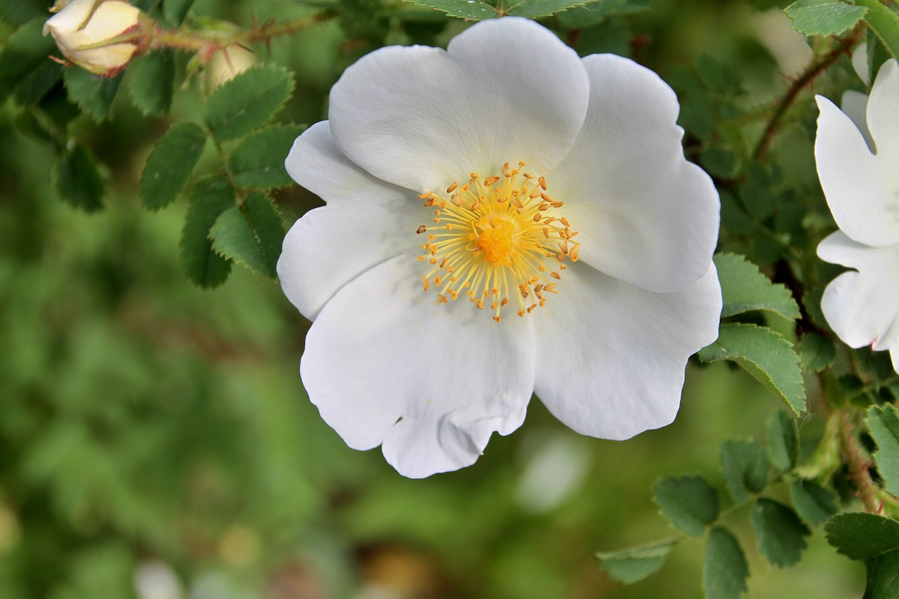 wild  roses  bloom free photo