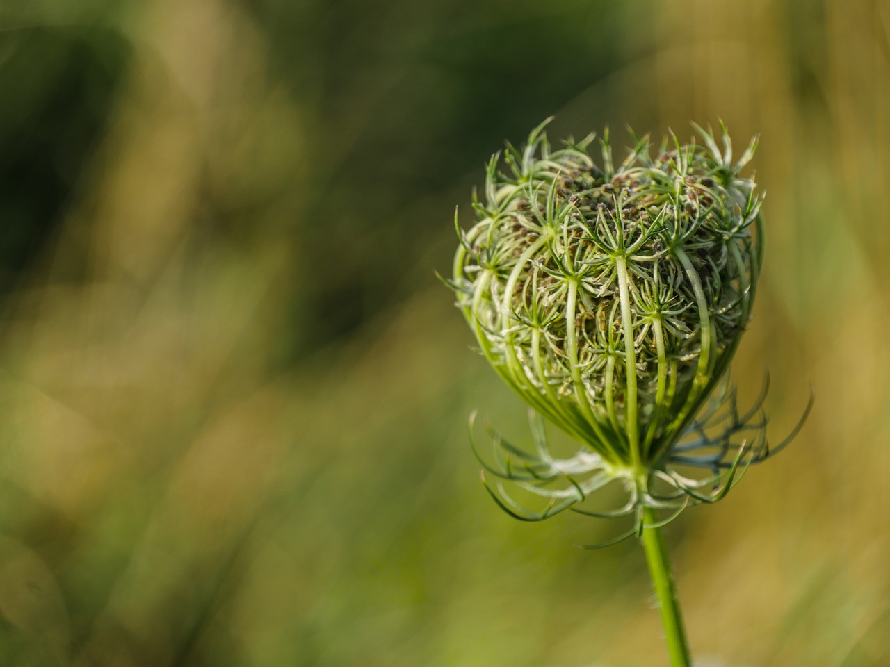 wild  carrot  wild flower free photo