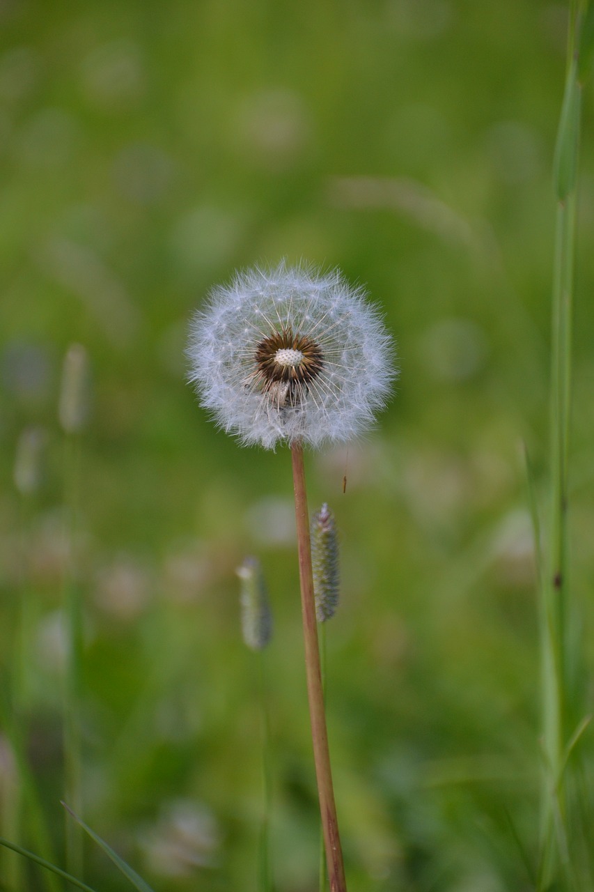 wild  flower  nature free photo