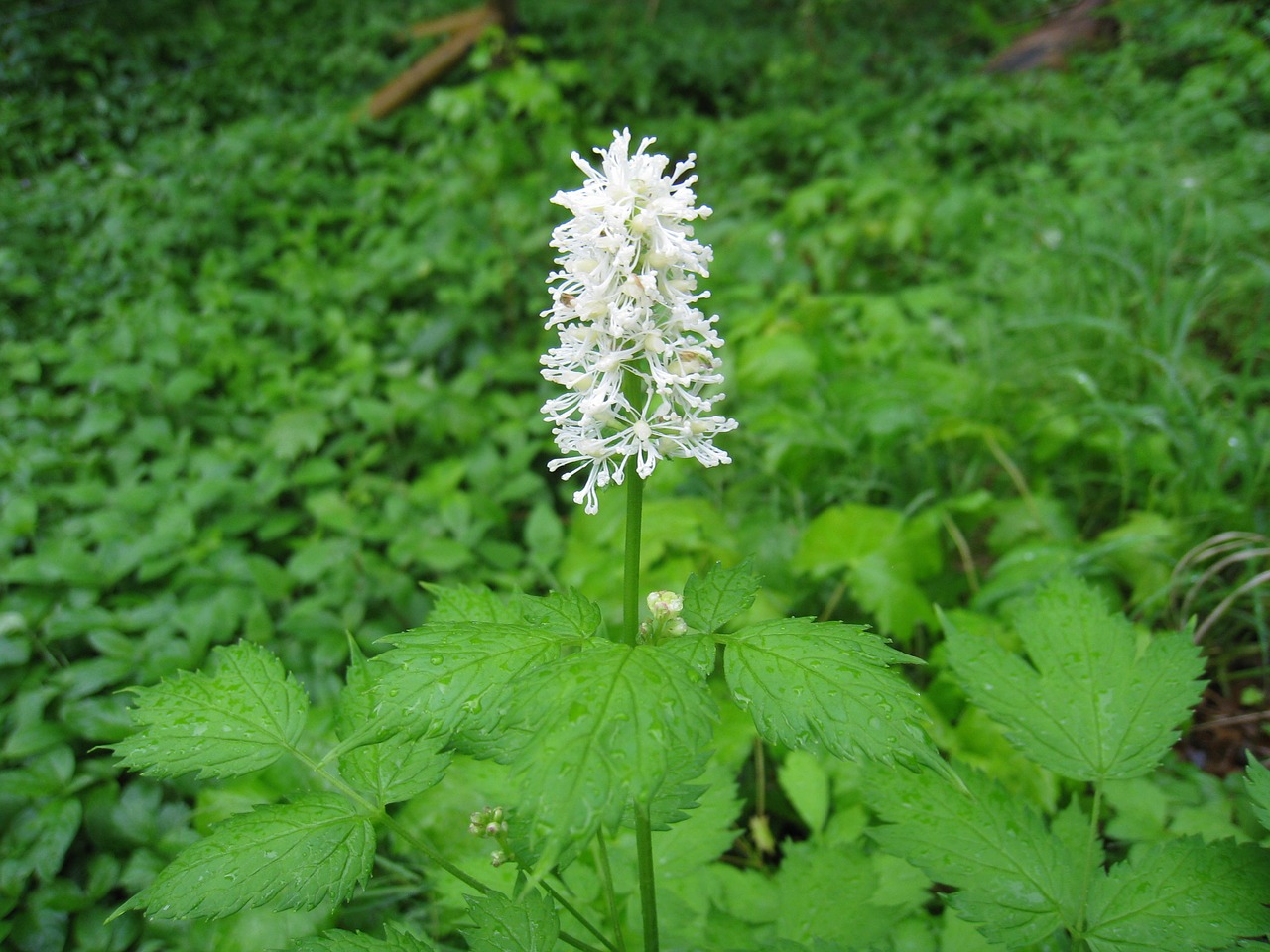 wild flower foliage free photo