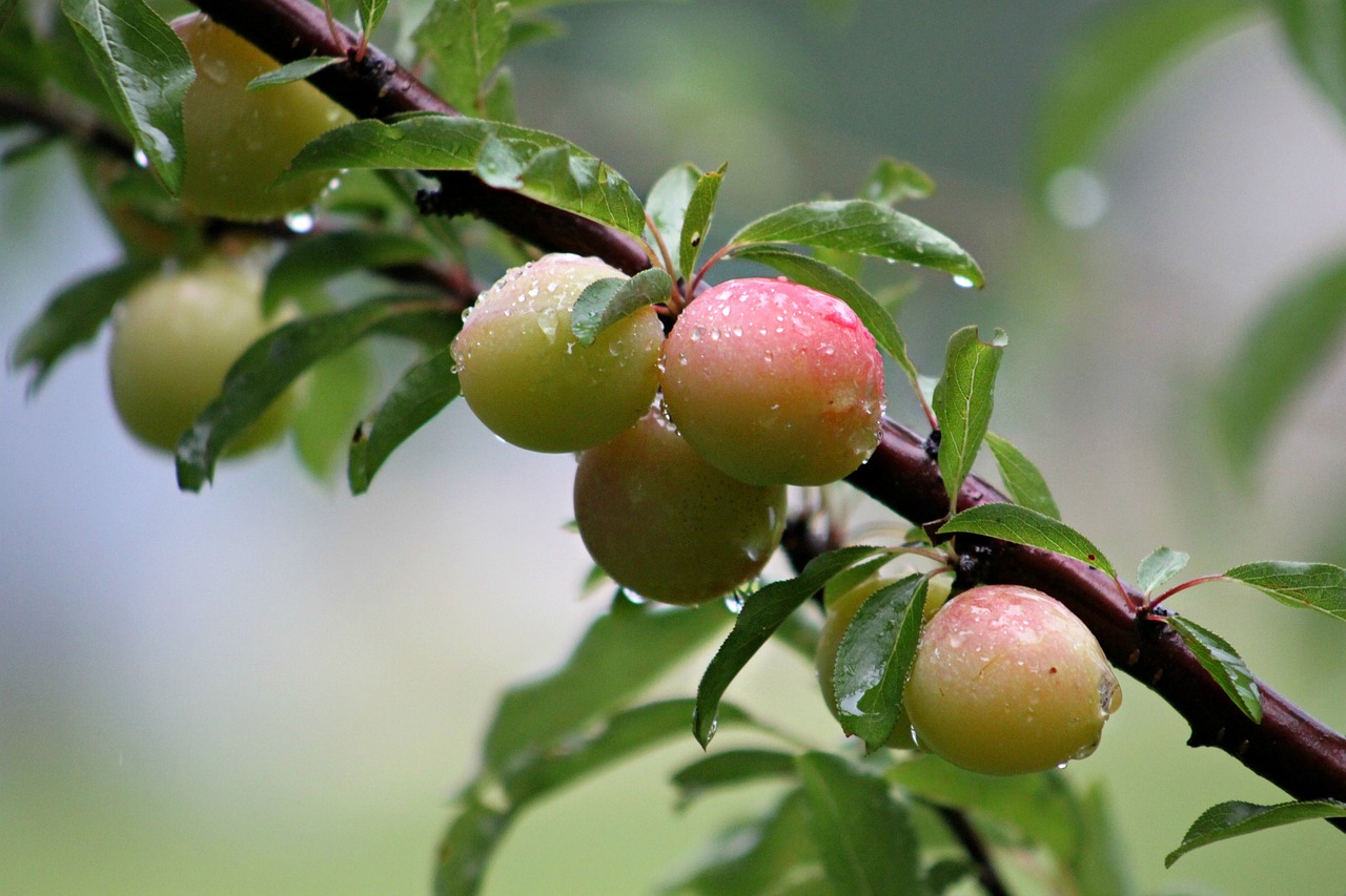 wild plums plum free photo