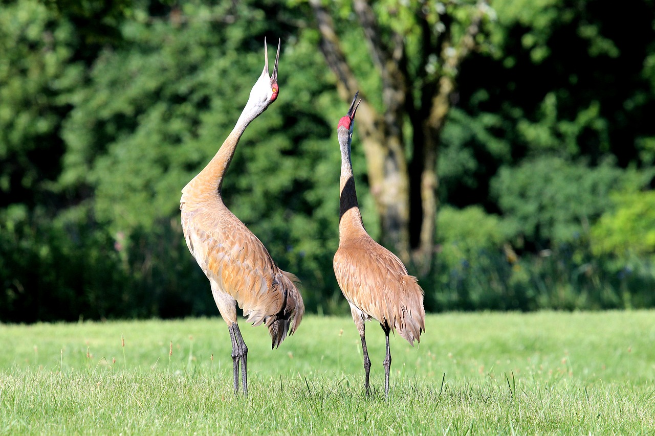 wild  nature  crane free photo