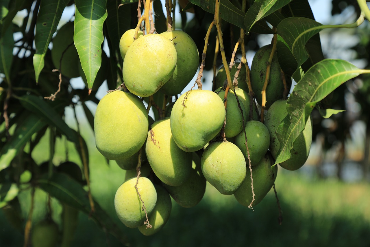 wild  mango  tree free photo