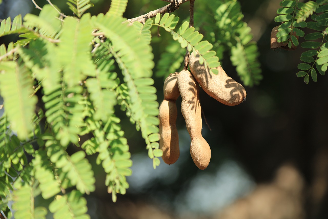 wild  sour bean tree  ripe free photo