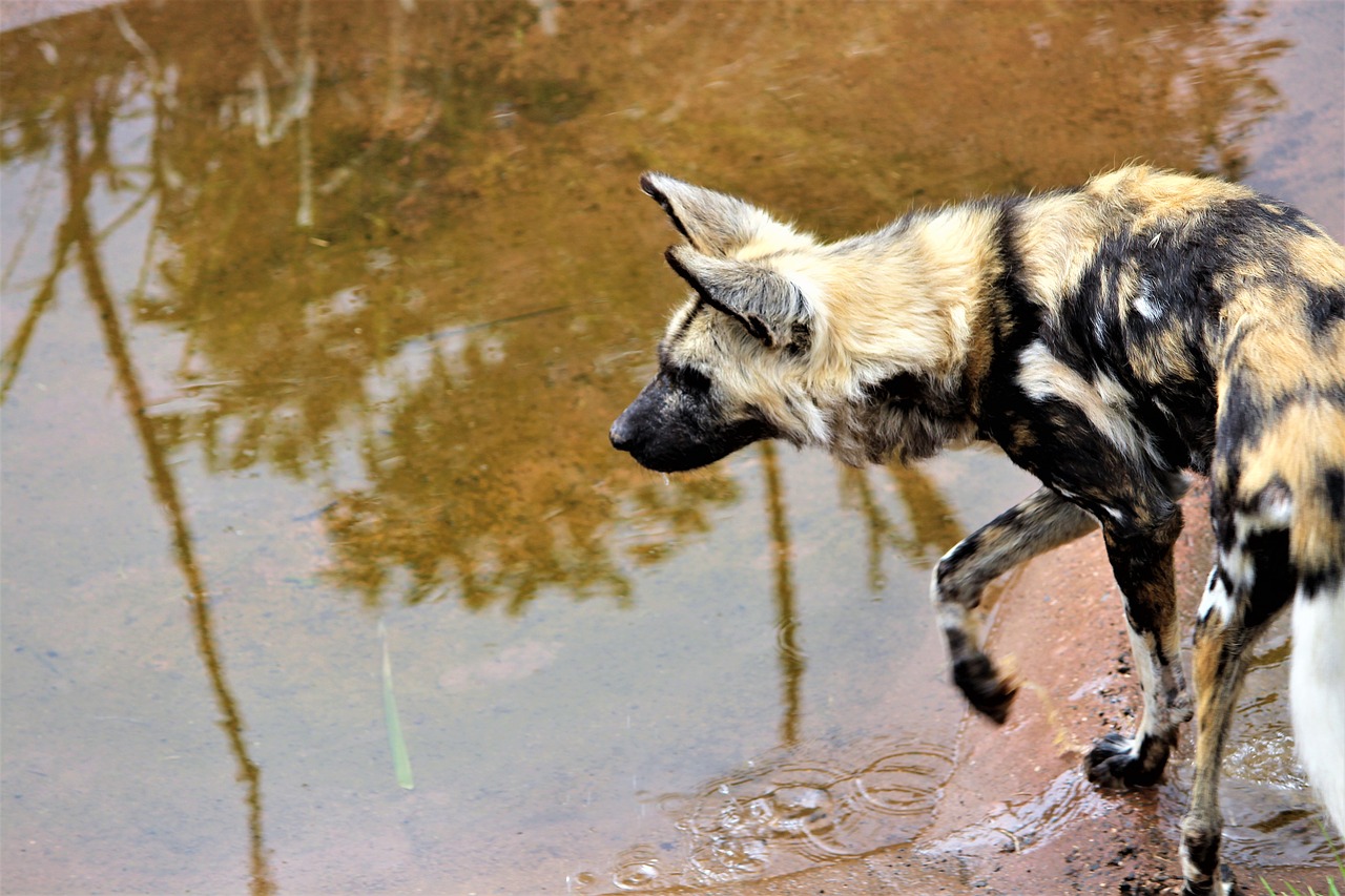 wild  african  animal free photo