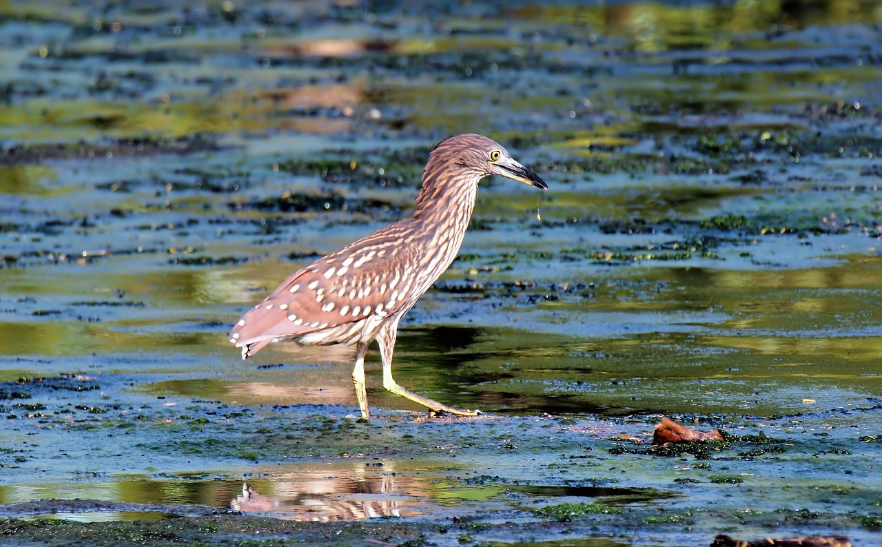 wild  bird  wildlife free photo