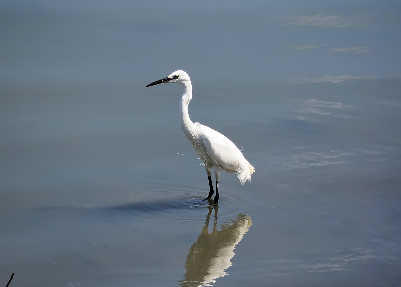 wild  bird  wildlife free photo