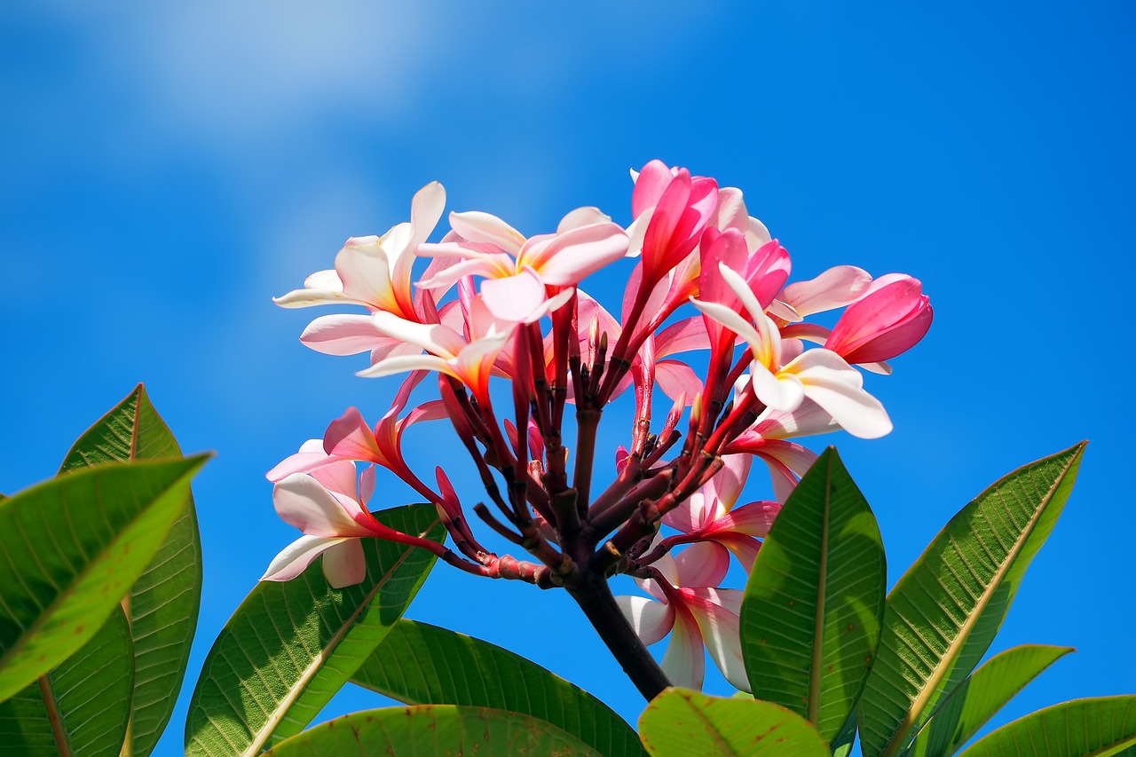 wild  flower  blooming free photo