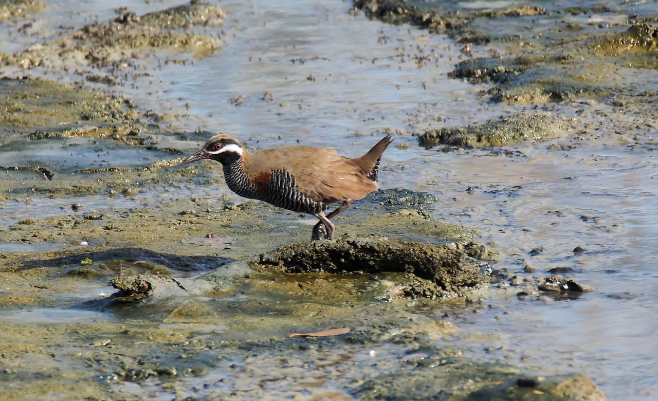 wild  wildlife  wetland free photo