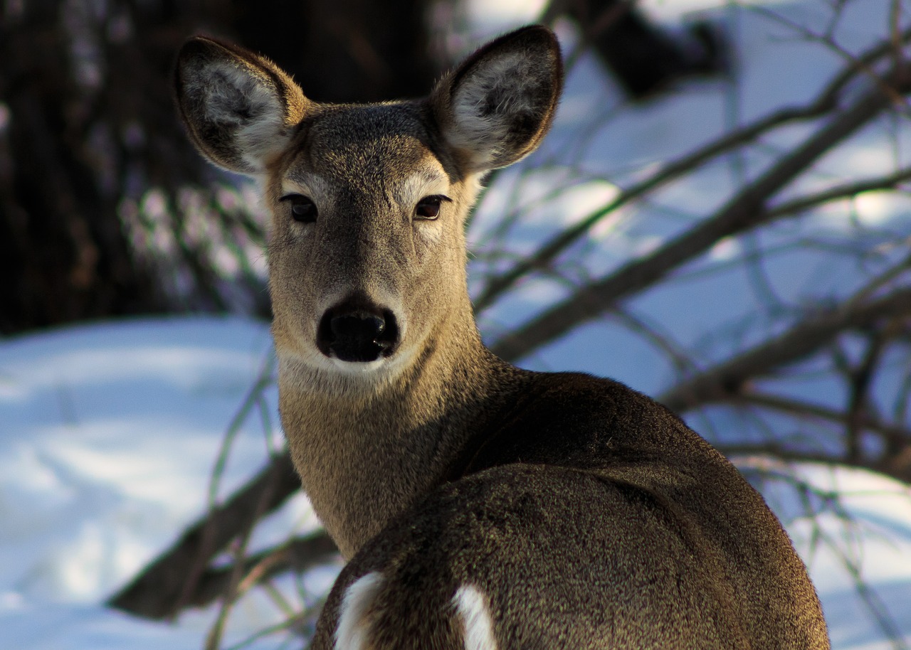 wild  nature  deer free photo