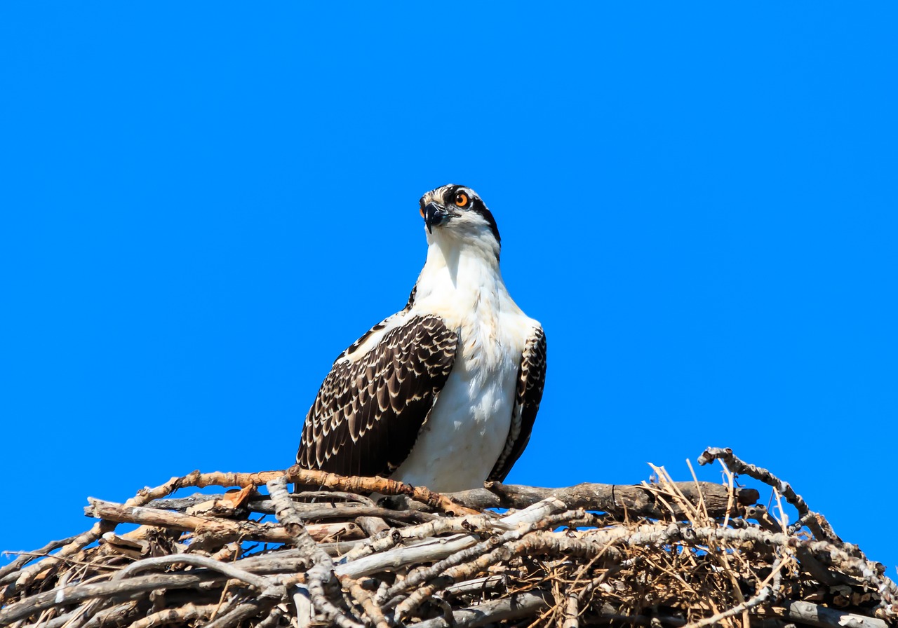 wild  nature  raptor free photo