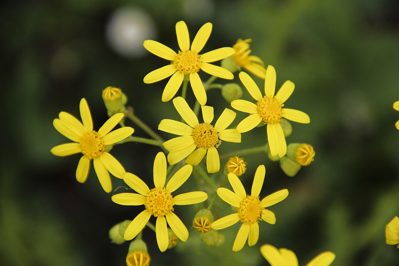 wild  yellow  flower free photo