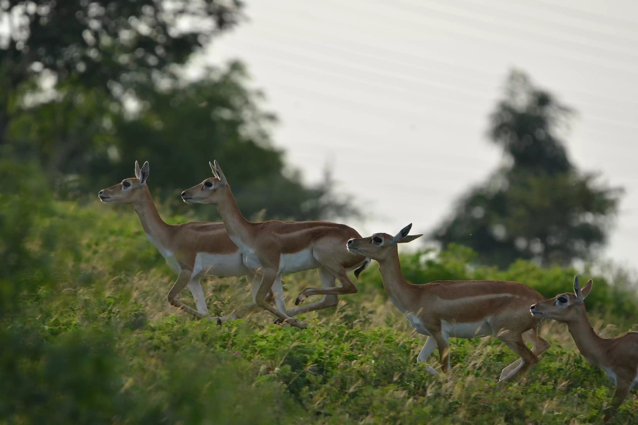 wild  deer  animal free photo