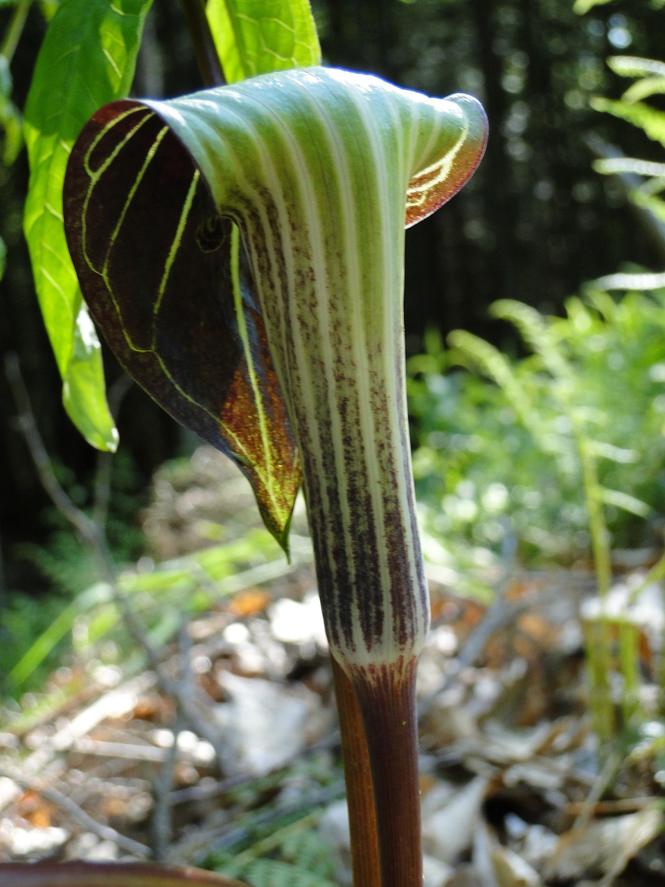 wild plant jack in the pulpit free photo