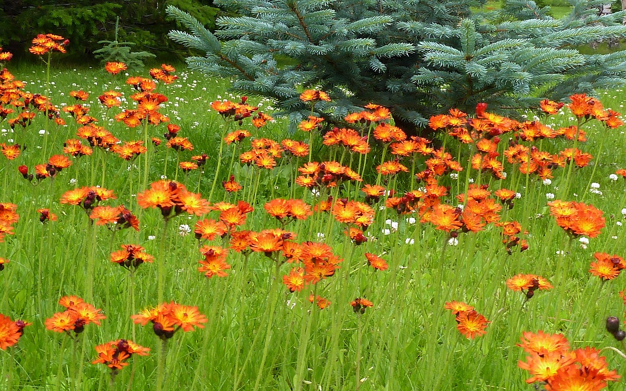 wild flowers meadow free photo