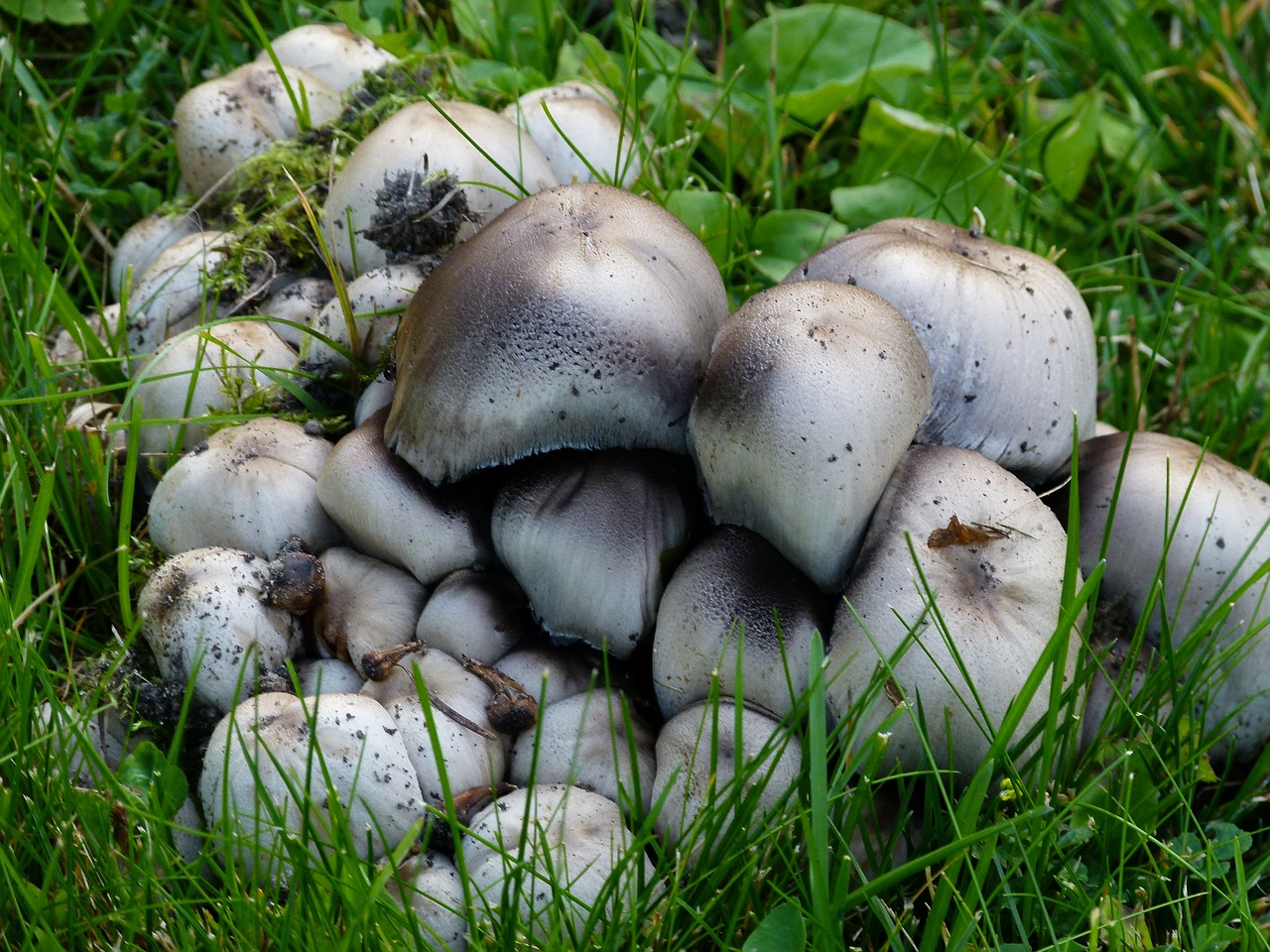 wild mushroom poisonous free photo
