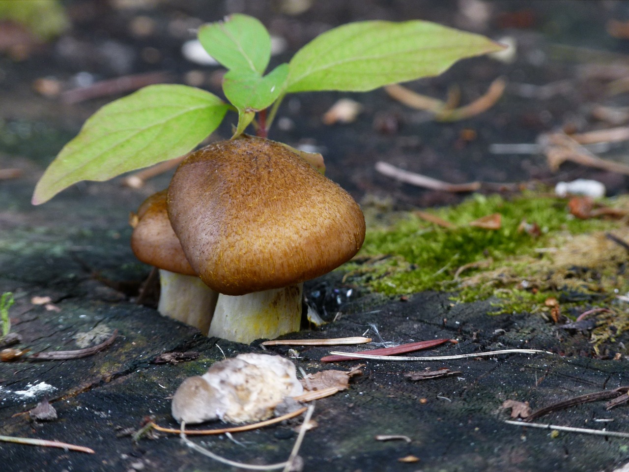 wild mushroom leaves free photo