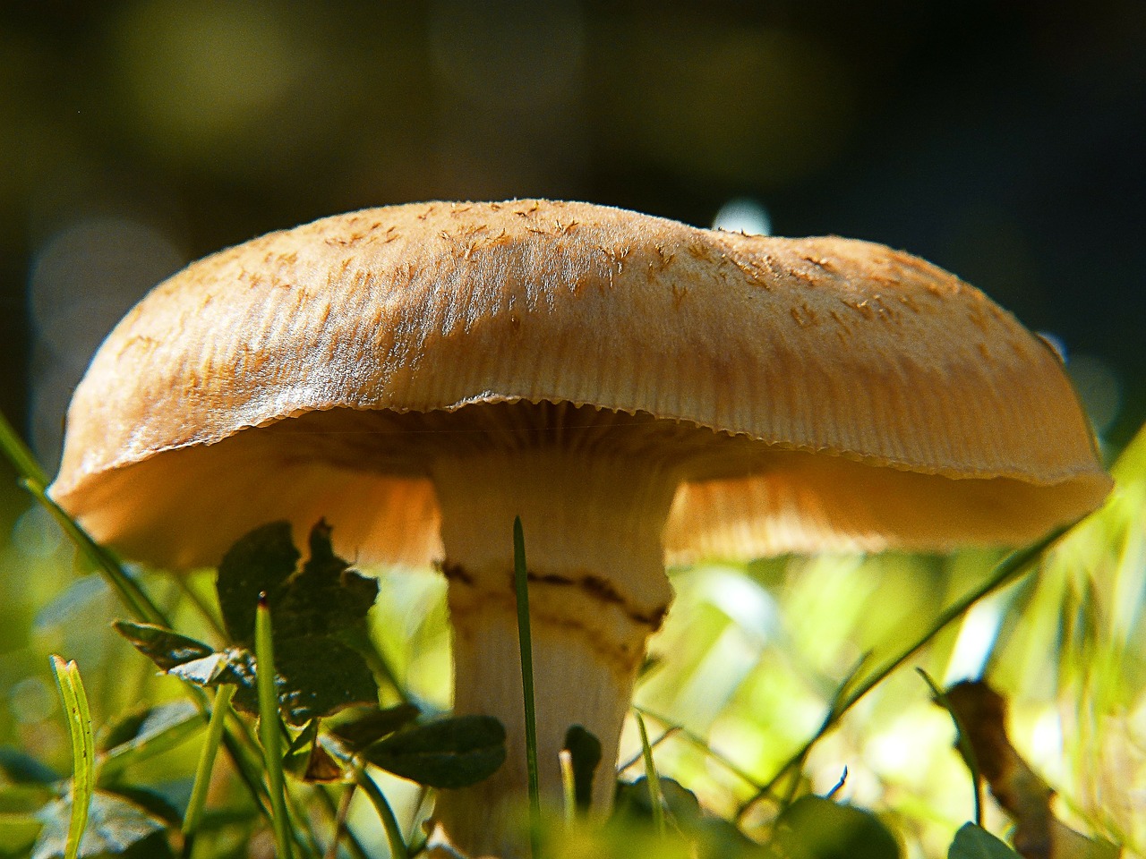 wild mushroom back light free photo