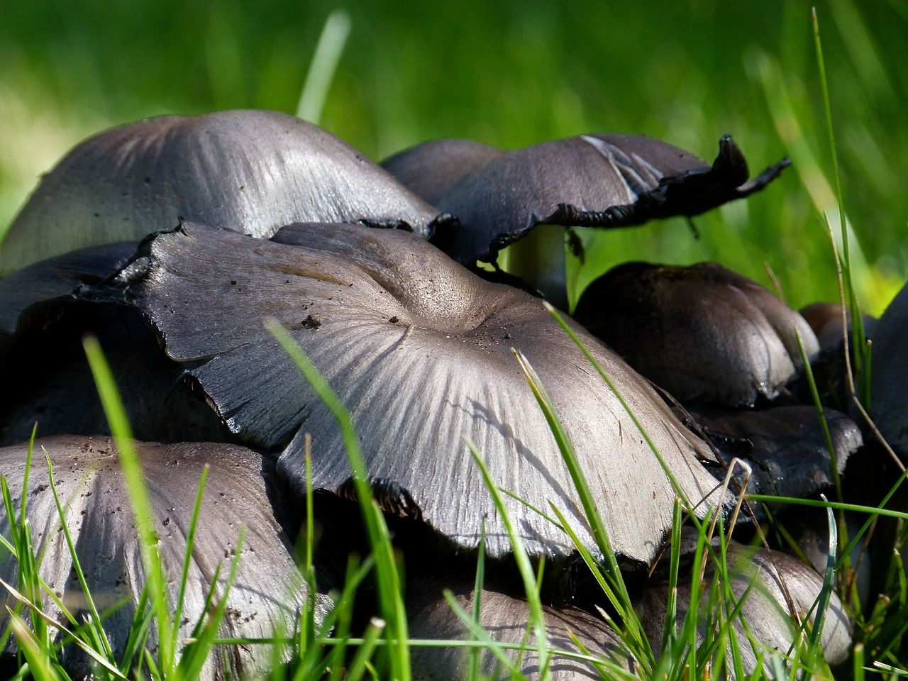 wild mushrooms poisonous free photo