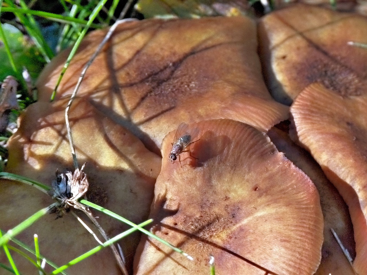 wild mushroom flies free photo