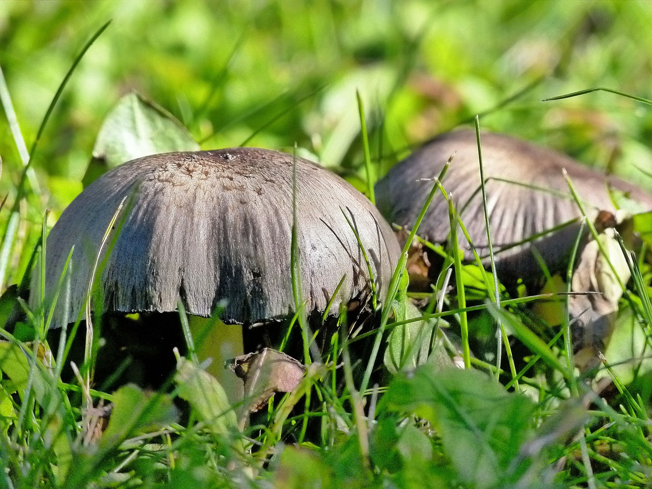 wild mushroom poisonous free photo