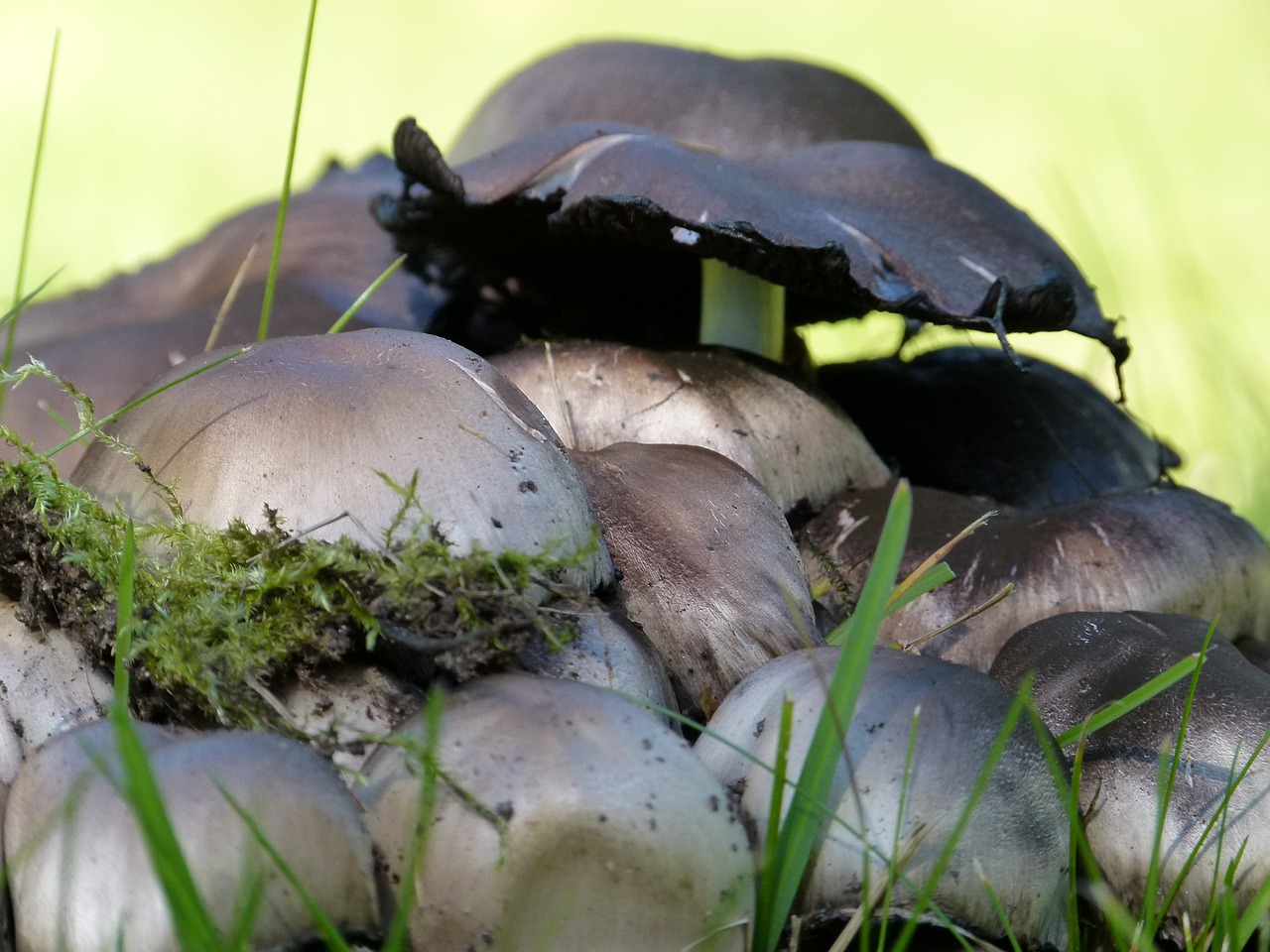 wild mushrooms stacked free photo