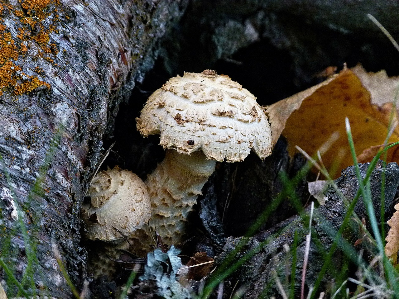 wild mushroom nature free photo