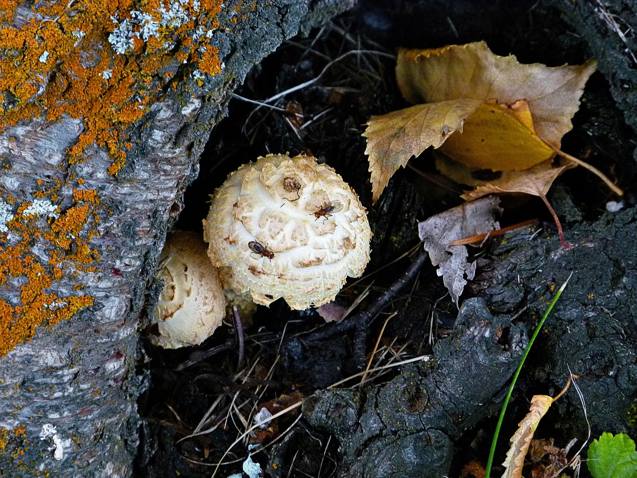 wild mushroom tree free photo