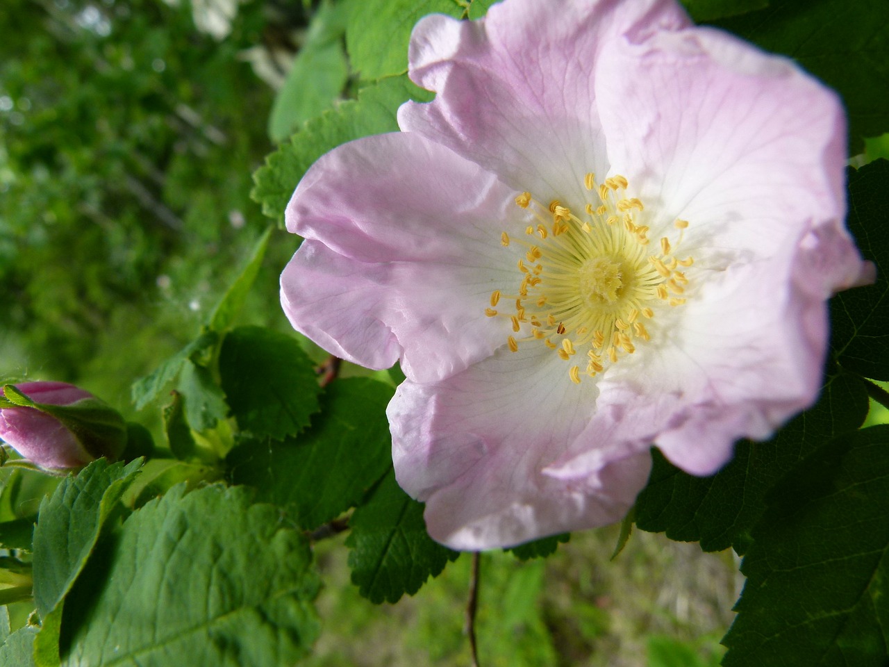 wild rose flower free photo