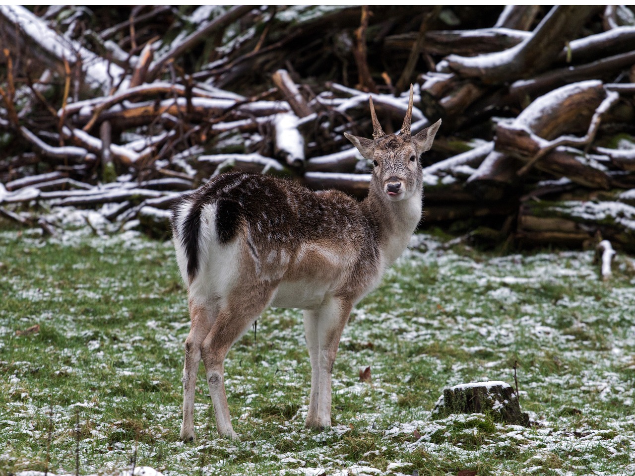 wild fallow deer red deer free photo