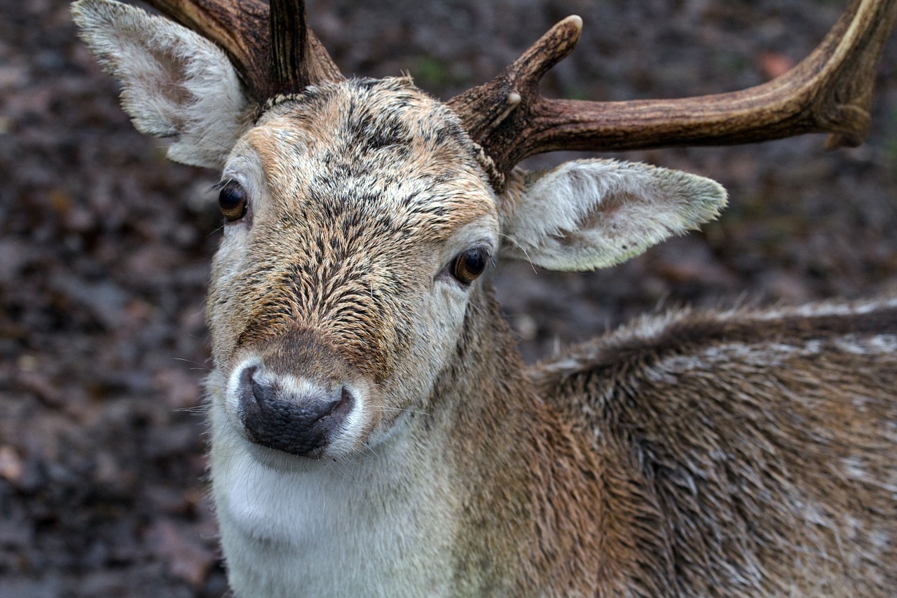 wild fallow deer red deer free photo