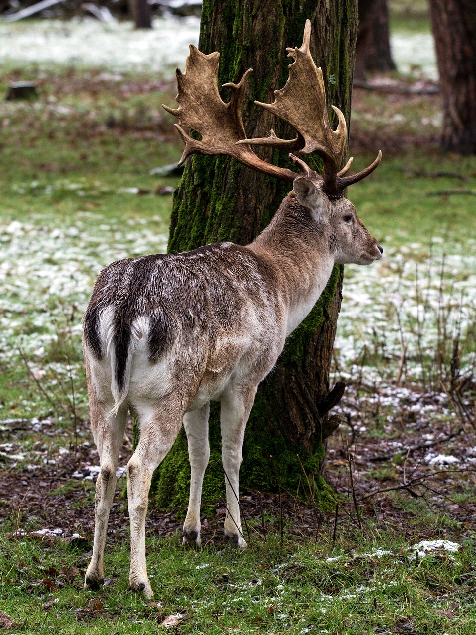 wild fallow deer red deer free photo