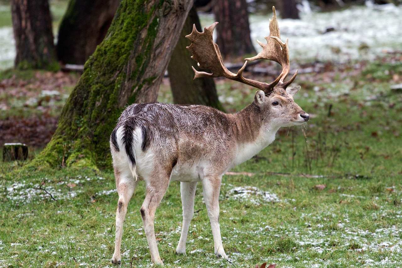 wild fallow deer red deer free photo