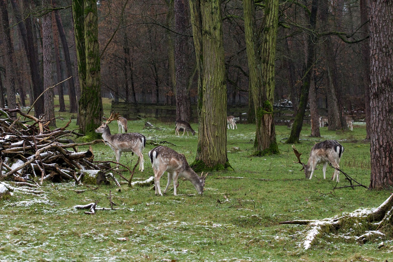 wild fallow deer red deer free photo