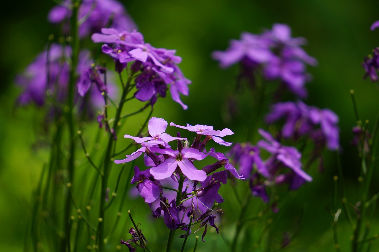 wild plant flower free photo