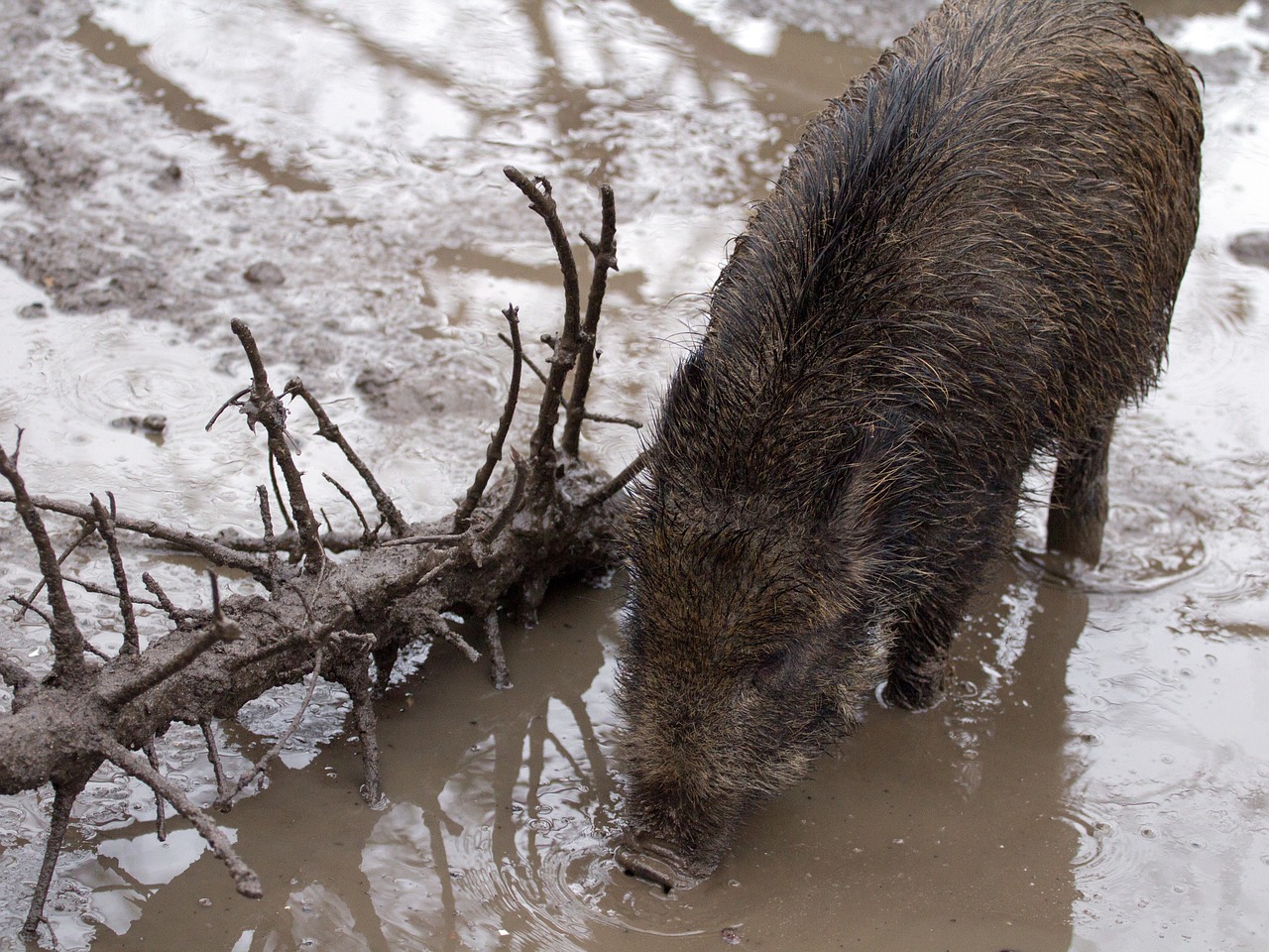 wild wild boars forest free photo