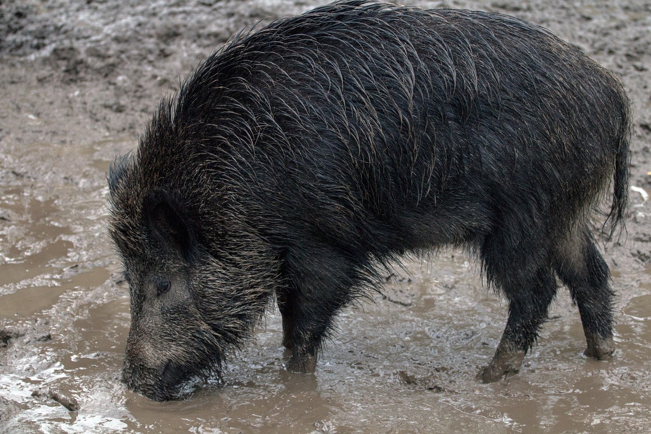 wild wild boars forest free photo