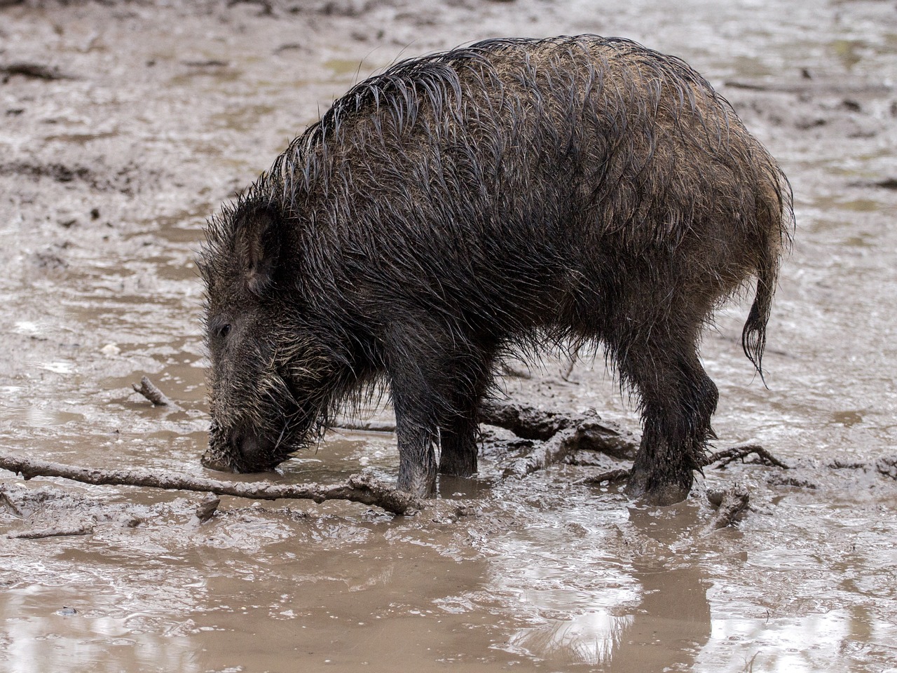 wild wild boars forest free photo