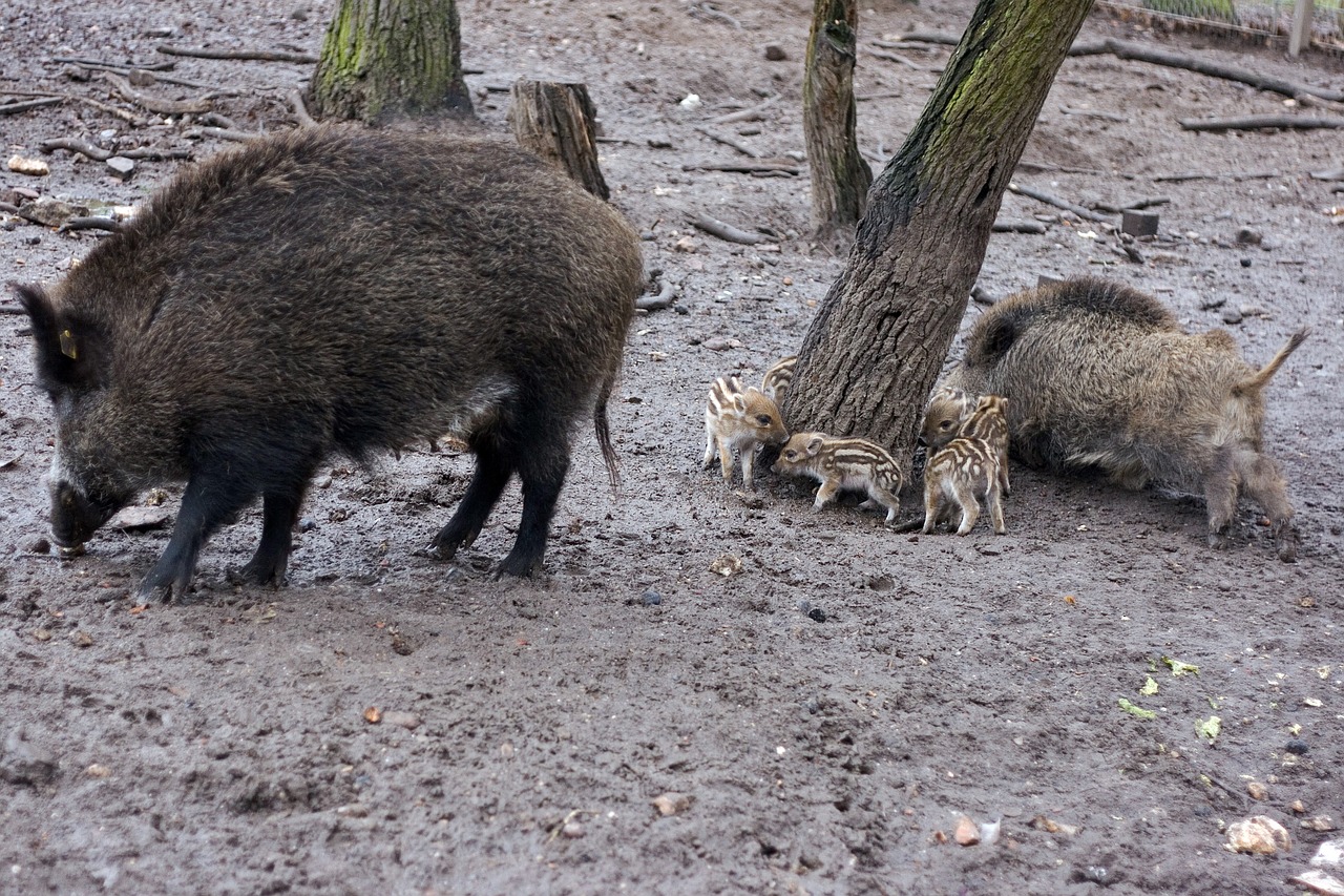wild wild boars forest free photo
