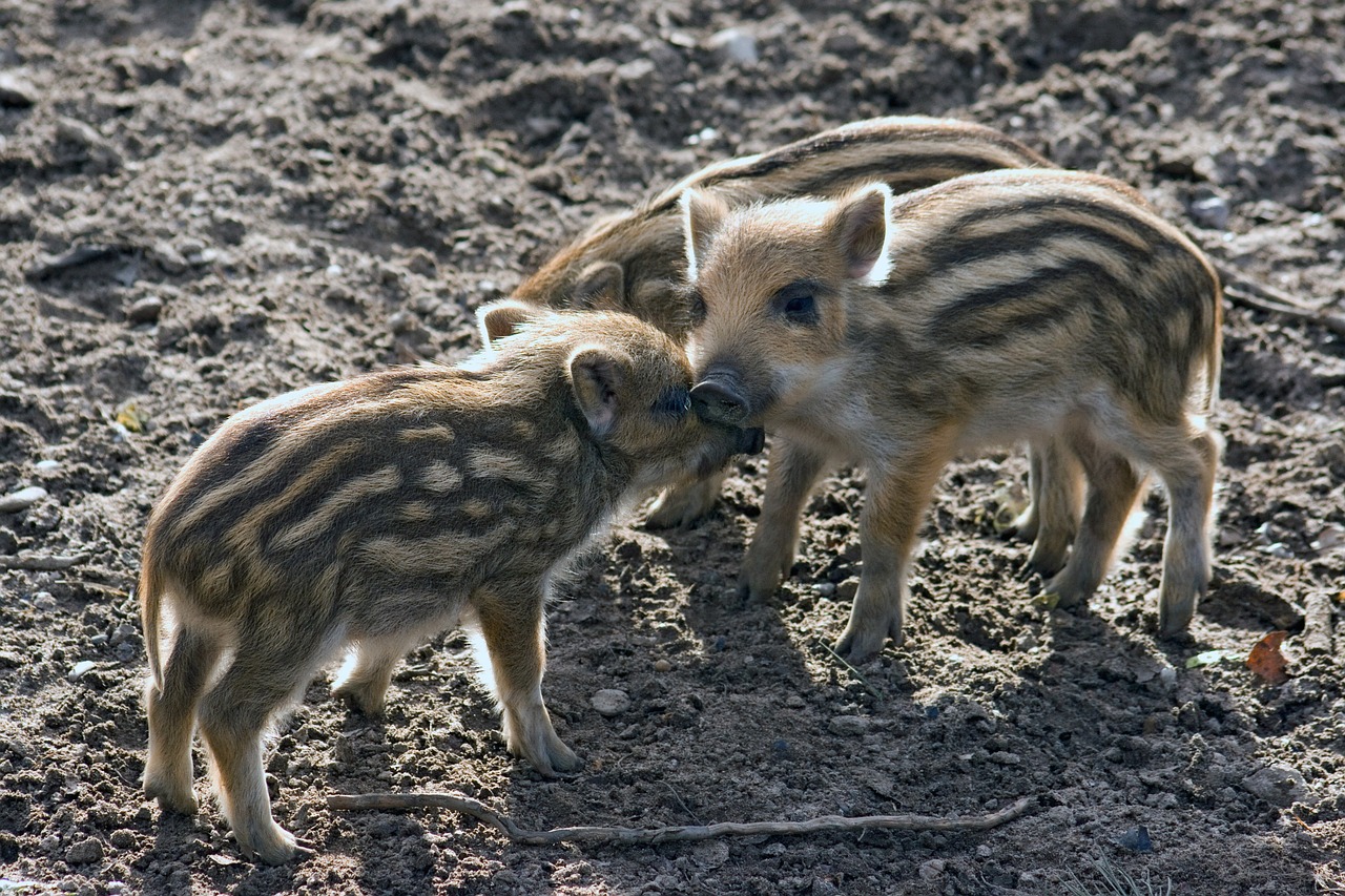 wild wild boars forest free photo