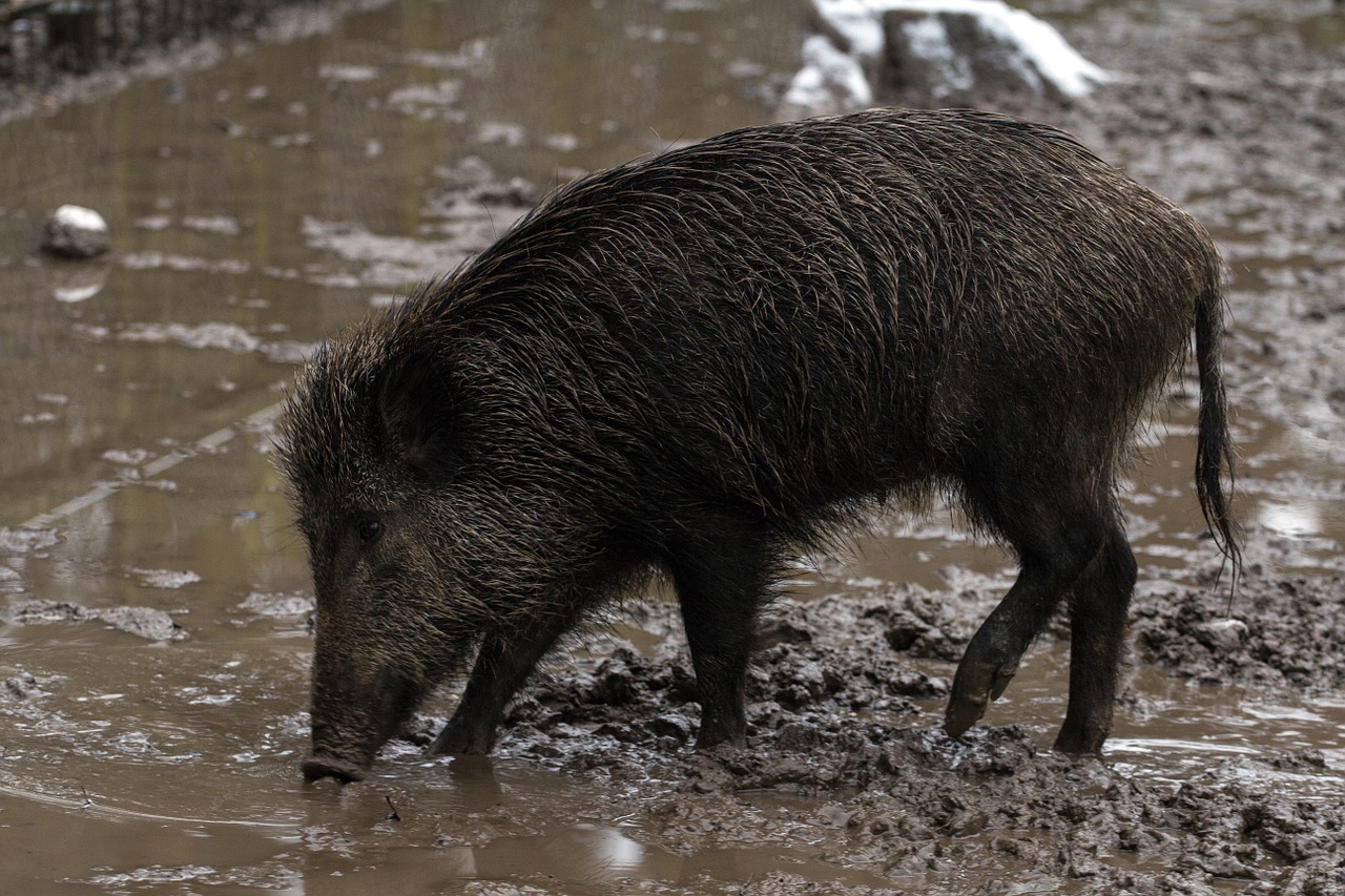 wild wild boars forest free photo