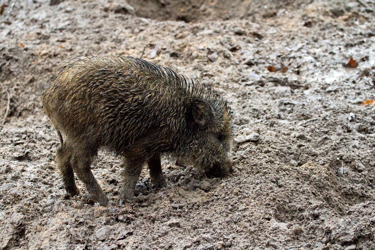 wild wild boars forest free photo