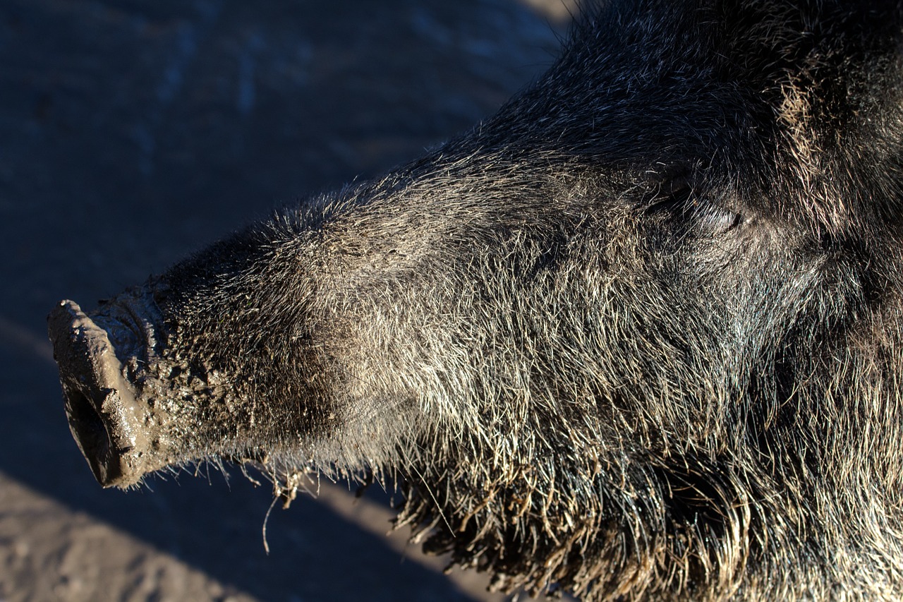 wild wild boars forest free photo