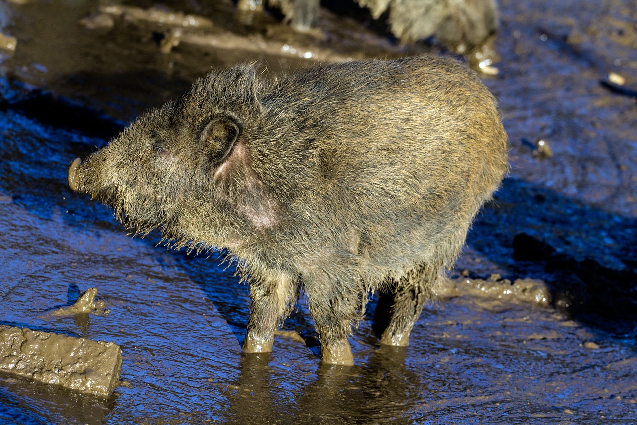 wild wild boars forest free photo