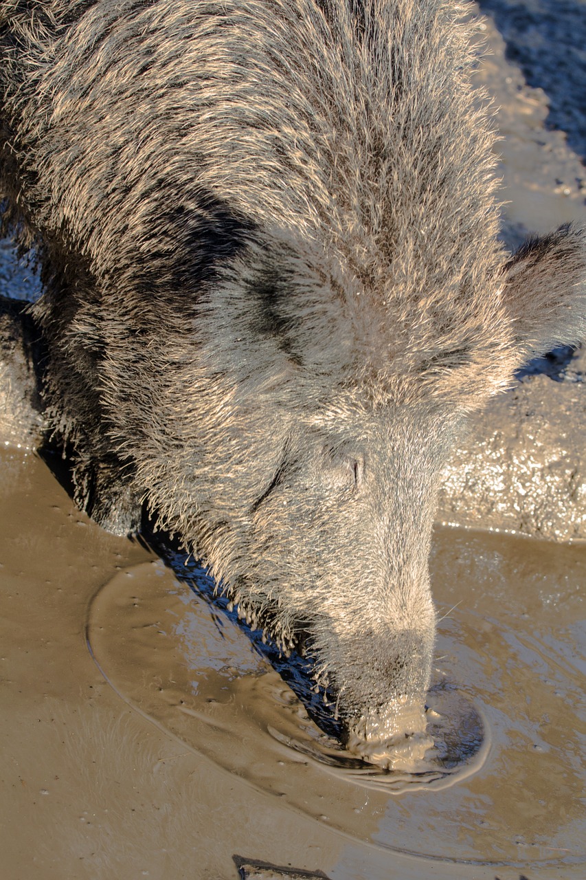 wild wild boars forest free photo