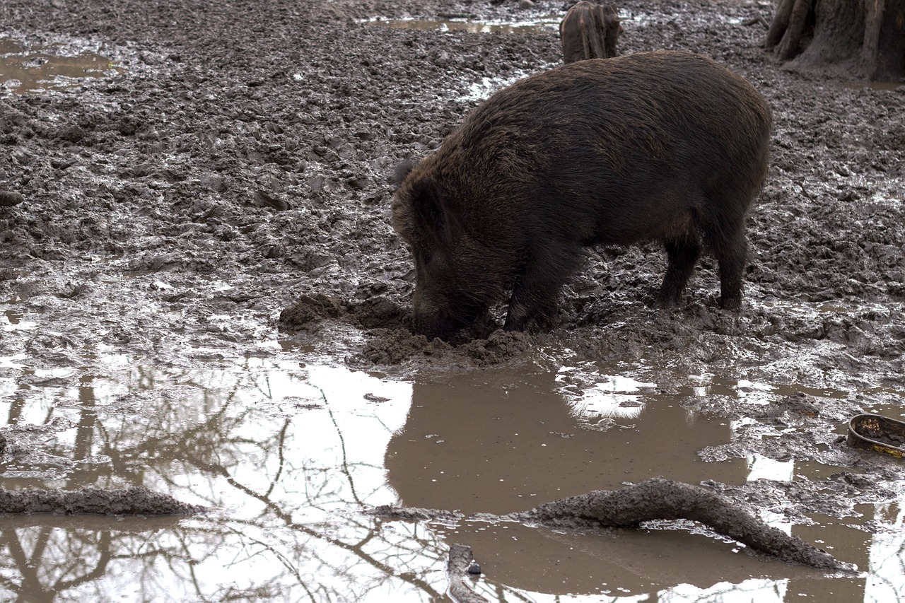 wild wild boars forest free photo