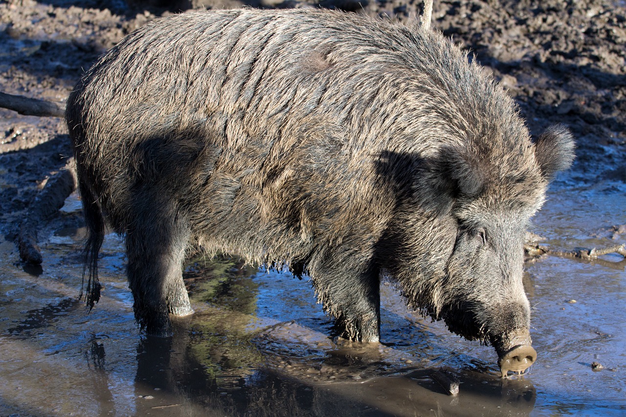 wild wild boars forest free photo